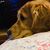Cameron Quillon's profile image