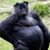 Gino Goulet's profile image