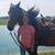 Dawn Moss Brandt's profile image