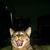 Bonnie Ginn's profile image