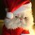 Shirley Pik's profile image