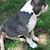Beltown Bullyz's profile image