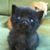 Steve A Katz's profile image