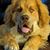 Denise Ackley's profile image