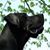 MJ Tappa-Wingo's profile image