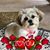 Melanie Greenway Powell's profile image