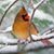 Debbie Templin's profile image