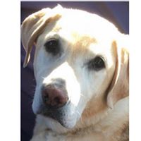 Sandra Dickson-DeRosa's profile image