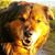 Lee Chavarie's profile image