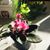 Rosemary Naftalis's profile image