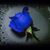 Karenlynn Mitchell Johnson's profile image