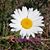 Stephanie Abram Schrepel's profile image