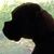 JoAnn Forrest Wilson's profile image
