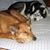Laura Sayres's profile image