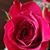 Patricia Vera's profile image