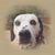 Cynthia Lofay Rosiek's profile image