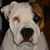 Mark Cimino's profile image