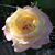 Kathleen Collins Lemon's profile image