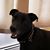 Denise Spallone's profile image