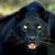 Radko Solancin's profile image
