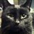 David Young's profile image