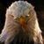 Tommy Adams's profile image