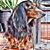 Liz Pawsey's profile image
