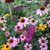 Susan Credden's profile image