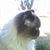 Beastie Bear's profile image