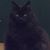 Vera Kennedy Hanlon's profile image