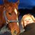 Heidi Van Antwerp's profile image