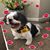 Carol Starczewski-Zimmerman's profile image