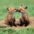 Fred Bon Fox Jr.'s profile image