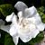 Sara Bethea's profile image