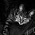 Lisa Mercier's profile image