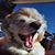 Sherry Rodriguez's profile image