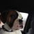 Brian Evenson's profile image