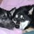 Sharon Allen-Smith's profile image