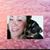 Dina Torres's profile image