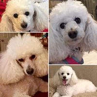 Helen M. Waddell's profile image