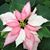 Kristen Penner Bullard's profile image