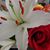 Angel Italiano's profile image