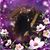 Amanda Jane Perise's profile image
