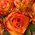 Kay McAfee's profile image