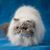 Albert Judson's profile image