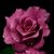 Cynthia Ann's profile image