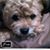 Vito Ruggieri's profile image