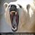Joshua Campanelli's profile image