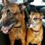 Denise Silva Hodgkins's profile image