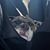 Nicole Sharrett's profile image